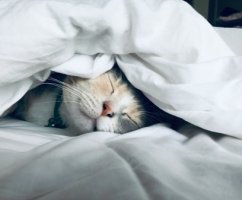 Как шум влияет на сон и как его снизить