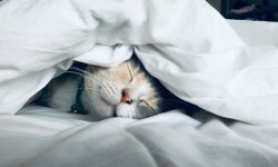 Как шум влияет на сон и как его снизить